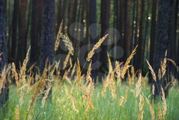 Royalty Free Photo of a Field of Plants