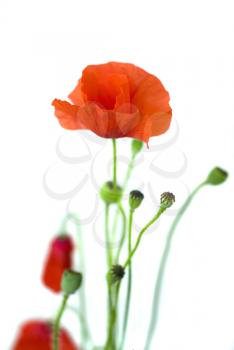 Royalty Free Photo of Poppies