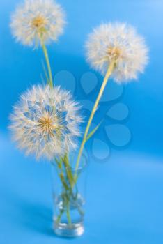 Royalty Free Photo of Dandelions in a Vase