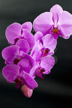 Royalty Free Photo of Orchids