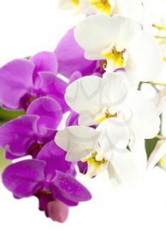 Royalty Free Photo of Orchids