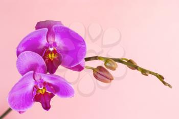 Royalty Free Photo of Orchids