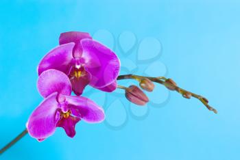 Royalty Free Photo of Orchids