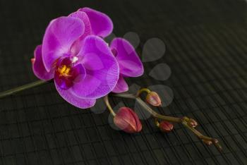 Royalty Free Photo of Orchids