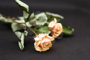 Royalty Free Photo of Dead Roses