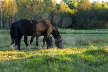 Royalty Free Photo of Horses Grazing