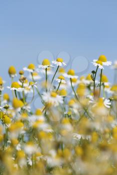 Daisies, with a swallow depth of field