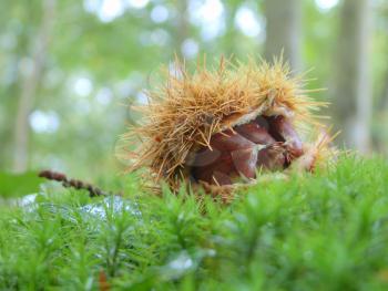 Chestnuts