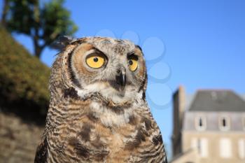 Great Horned Owl (Bubo virginianus)