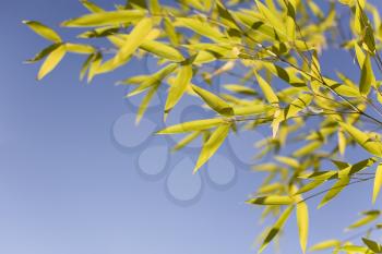Bamboo leaves over a blue sky