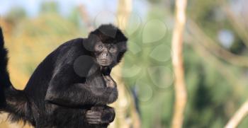 Colombian Spider Monkey (Ateles fusciceps robustus), endangered species