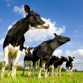 Holstein cows on the meadow