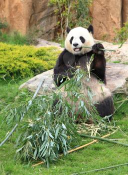 Giant panda sitting and eating bamboo leaf