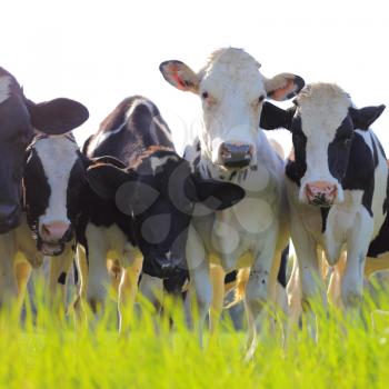 Holstein dairy cows stand in a pasture