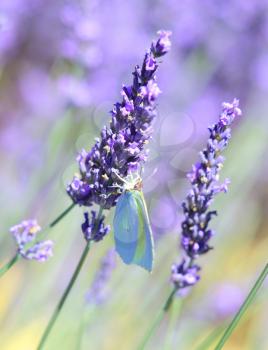 Lavender and butterfly in the field
