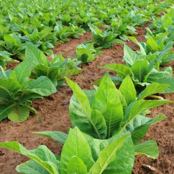 Tobacco plantation in a field
