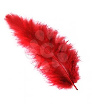 Red feather isolated on white