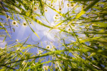 Close up of grass from the ground. Grass view from below