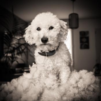 Dog after grooming and haircut, black and white