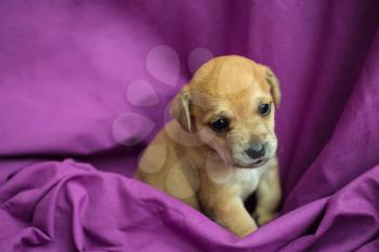 Brown puppy in folds of purple fabric