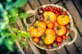 Harvest of red and orange tomatoes in a basket