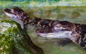 Two young american alligators basking