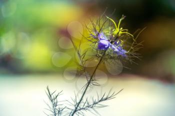 Love-in-a-mist flower -Nigella damascena, blue cottage garden plant over smooth blurry background.