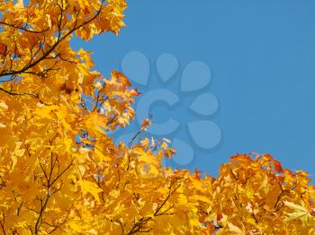 Autumnal background with clear blue sky framed by maple yellow foliage.