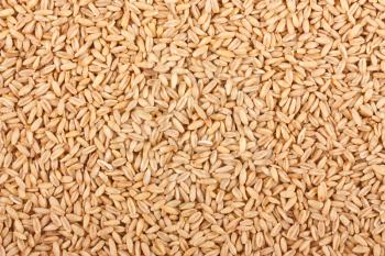 Royalty Free Photo of a Background Texture of Oat Grains