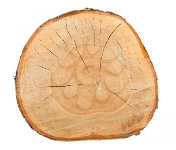 Royalty Free Photo of a Cross-Section of a Birch Tree