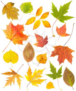 Autumn leaves collection isolated on white background