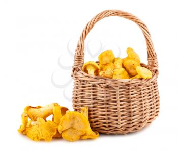 Chanterelle mushrooms in wicker basket isolated on white background