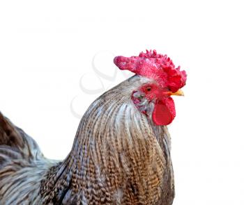 Royalty Free Photo of a Rooster