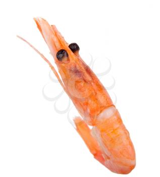 Royalty Free Photo of a Boiled Shrimp