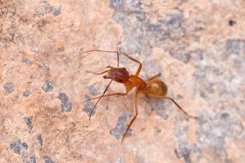 Brown ant on the rock, macro view
