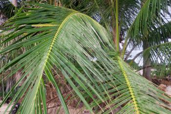 Palm tree leaves on the beach closeup view

