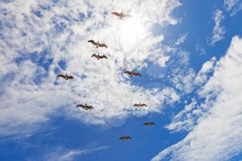 Nine pelicanos flying in sun backlight on blue cloudy sky background
