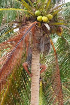 Native boy climbing on palm tree trunk for coconuts
