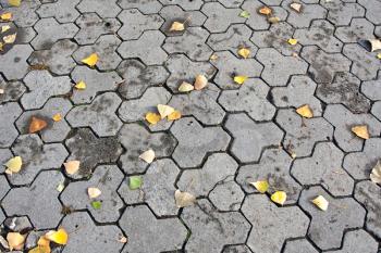 autumn pavement with leaves