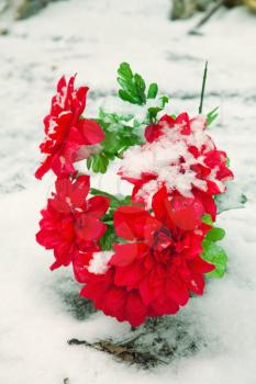 Red artificial flowers covered with snow in winter
