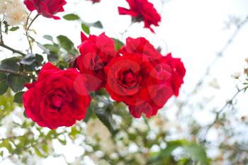 Rose flowers in the garden with beautiful bokeh
