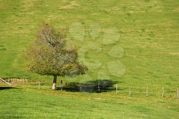 Lonely tree on the green field with fence
