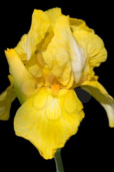 Yellow iris flower isolated on black, closeup view
