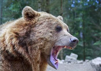 Brown bear with open mouth portrait in Carpathian mountains, Ukraine
