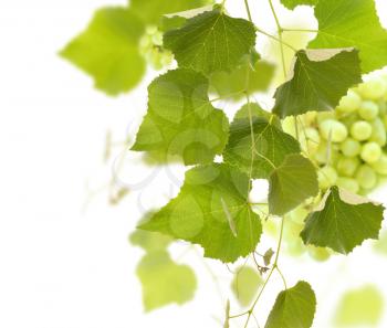 Royalty Free Photo of Grape Vines