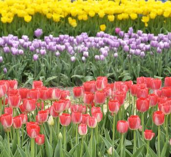 Royalty Free Photo of a Field of Tulips