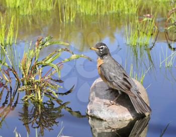 Royalty Free Photo of a Robin Sitting on a Stone