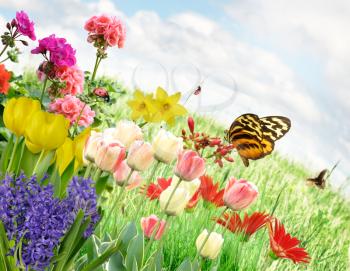 Royalty Free Photo of a Field of Flowers