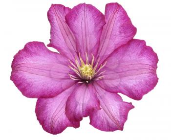 Royalty Free Photo of a Purple Clematis Flower