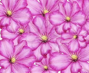 Royalty Free Photo of Purple Clematis Flowers